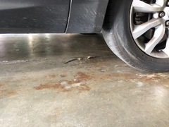 Elgaria multicarinata