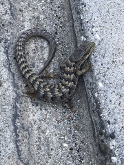 Elgaria multicarinata