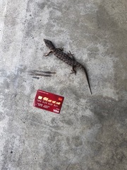 Elgaria multicarinata