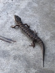 Elgaria multicarinata