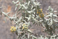 Buddleja utahensis