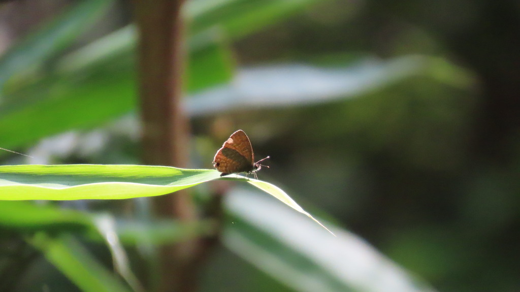 Common Line Blue Common Line Blue from Kerala, India on November 12, 2023 at 10:13 AM by ...