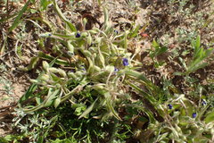 Tradescantia subacaulis