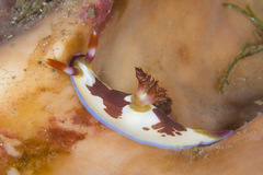 Nembrotha chamberlaini