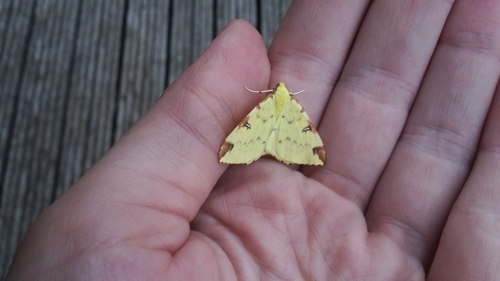 Opisthograptis luteolata