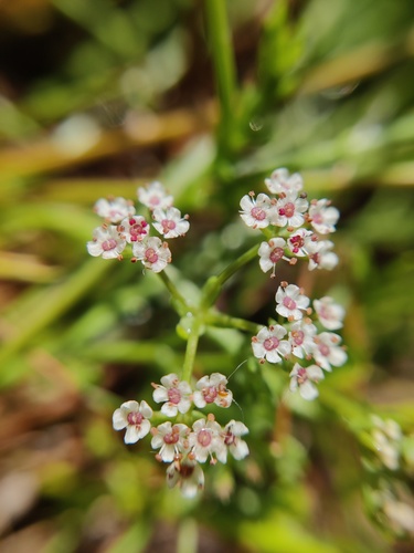 Caropsis
