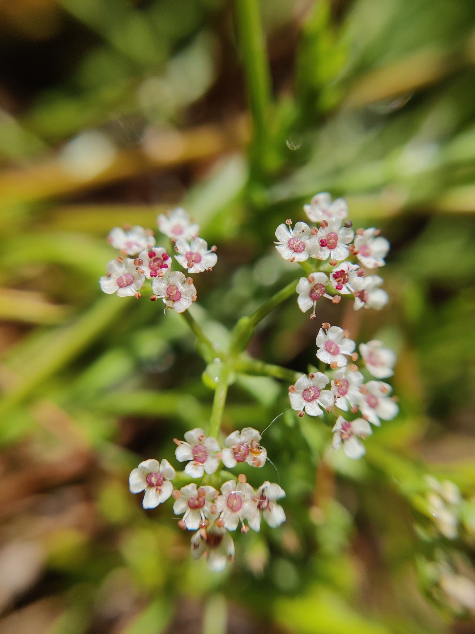 Caropsis verticillatoinundata