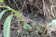 Oncidium graminifolium