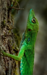 Boettger's Anole photo 3