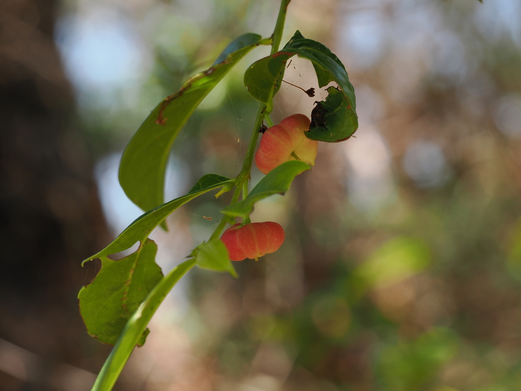 Cheese Tree from Back Management Trail, Wooli NSW 2462, Australia on ...