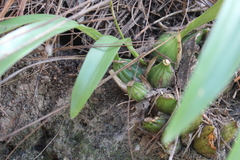 Oncidium graminifolium