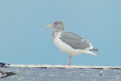 Larus glaucescens × occidentalis