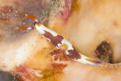 Nembrotha chamberlaini
