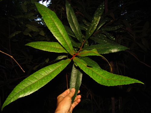 Image of Helicia ferruginea by (c) Samuel Frankel, some rights reserved (CC BY)