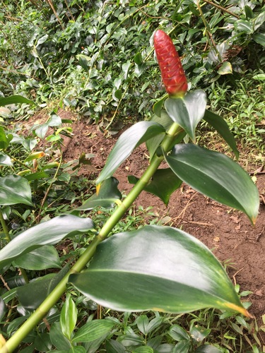 Costus woodsonii