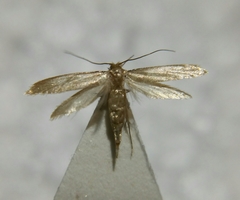 Tineola bisselliella