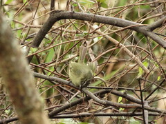 Phylloscartes ventralis
