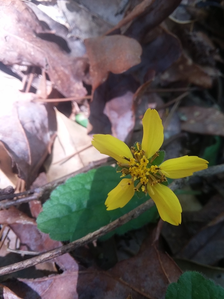 Chrysogonum australe; photograph Will McFarland, CC BY, iNaturalist via GBIF