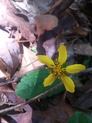 Chrysogonum australe
