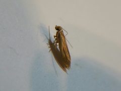 Tineola bisselliella