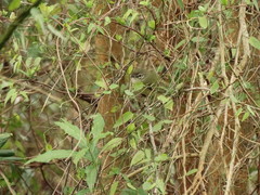 Phylloscartes ventralis