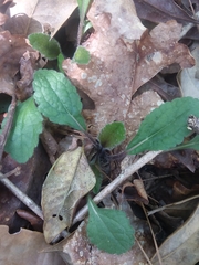 Will McFarland, CC BY, iNaturalist via GBIF Chrysogonum australe, photograph Will McFarland, CC BY, iNaturalist via GBIF