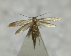 Tineola bisselliella