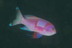 Pseudanthias pleurotaenia
