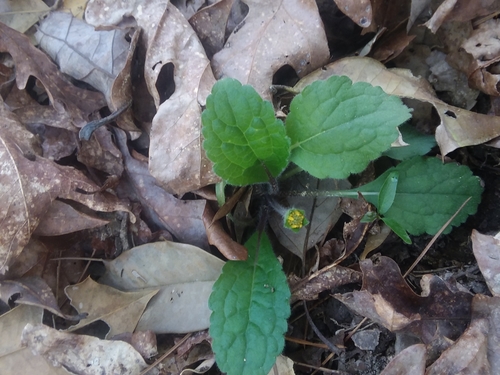 Chrysogonum australe, photograph 2