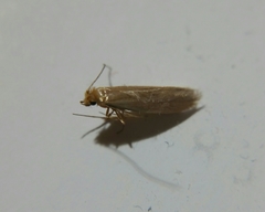 Tineola bisselliella