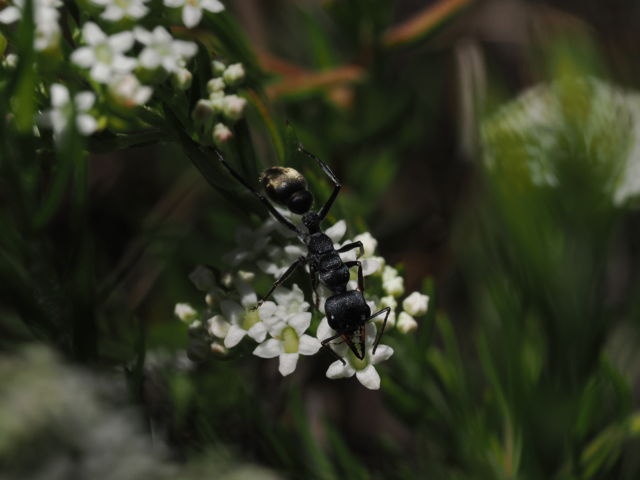 Myrmecia cydista
