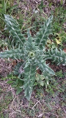 Cirsium undulatum