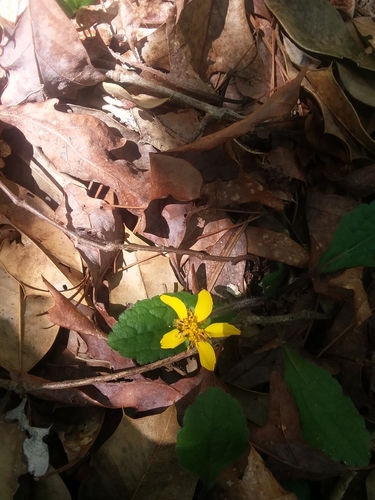 Chrysogonum australe, photograph 3
