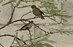 Passer domesticus
