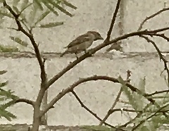 Passer domesticus