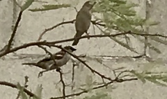 Passer domesticus