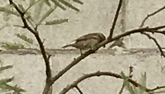 Passer domesticus