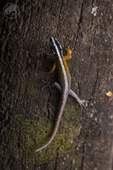 Cajamarca Gecko photo 4