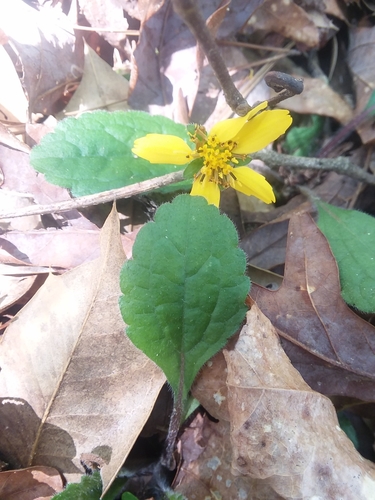 Chrysogonum australe, photograph 4
