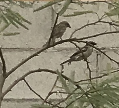 Passer domesticus