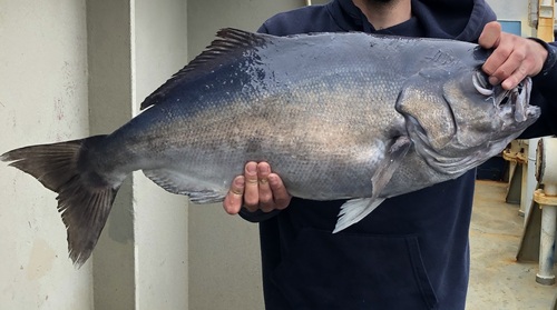 Antarctic butterfish (Hyperoglyphe antarctica) — Centrolophidae — 2