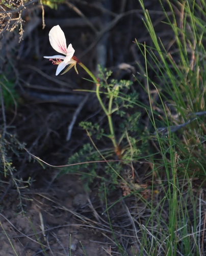Image of Pelargonium caucalifolium by (c) Tony Rebelo, some rights reserved (CC BY-SA)