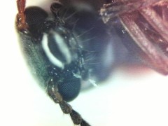 Anthocomus equestris