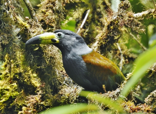 Hooded Mountain-Toucan