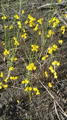 Utricularia cornuta image