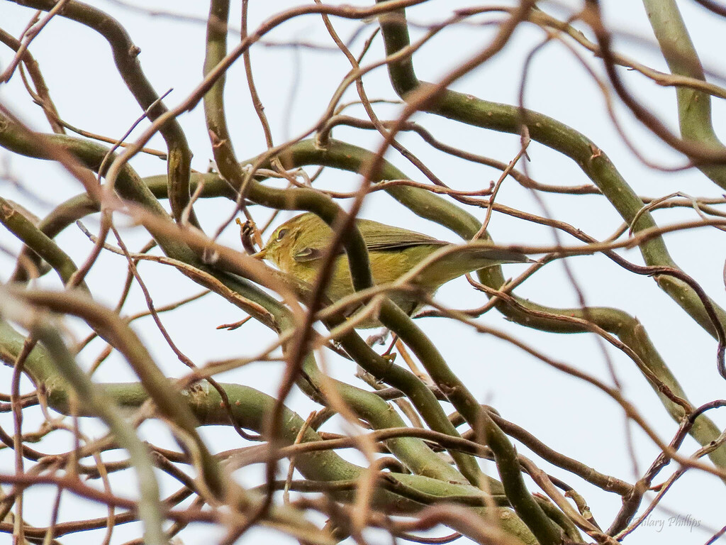 Common Chiffchaff from Bude EX23, UK on February 19, 2023 at 01:35 PM ...