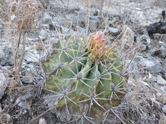 Ferocactus echidne