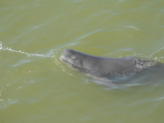 Narrow-Ridged Finless Porpoise photo 2