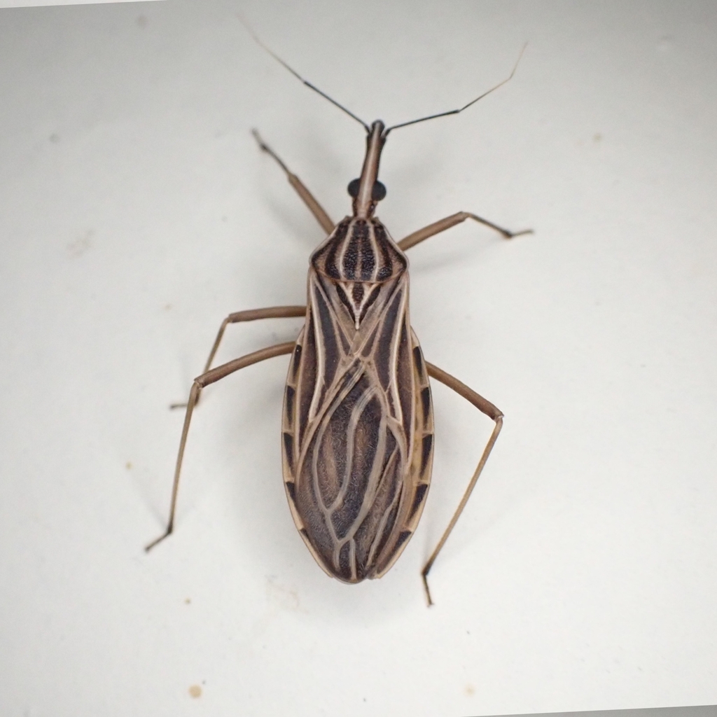 Rhodnius robustus