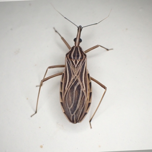 Rhodnius robustus